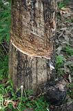 TANZANIA - Pemba Island - Lattice ricavato da albero della gomma - 4